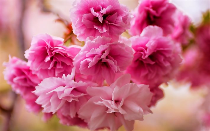 sakura, bokeh, cherry blossom, vaaleanpunaiset kukat, kevät, kauniita kukkia