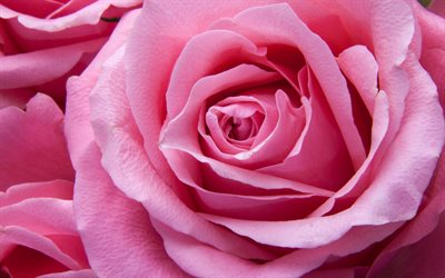 rosa rosknopp, rosa blommor, rosor, blomknoppar, vackra rosa rosor