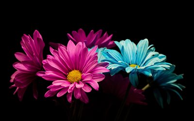 gerbere colorate, sfondo nero, minimalismo, bellissimi fiori, gerbere, sfondo con fiori