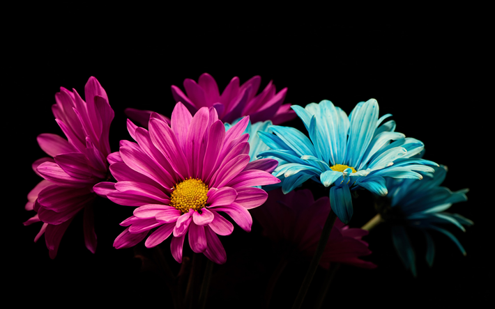 カラフルなガーベラ, 黒の背景, ミニマル, 美しい花で, ゲルベラ属, 花と背景, ガーベラ