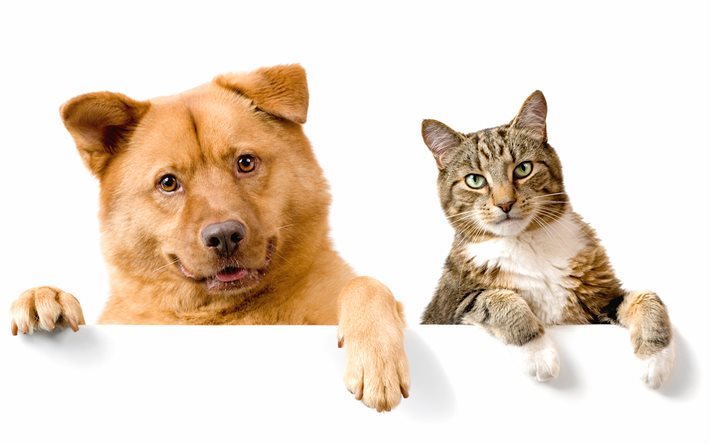 hund och katt, v&#228;nner, brun hund, katt