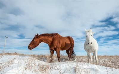 winter, horse, white horse, brown horse, snow, blue sky