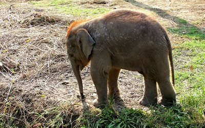 elephant, cute animals, cub, grass