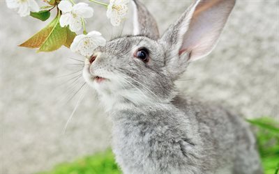 ウサギ, かわいい動物たち, 白い花