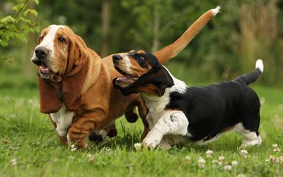 Basset Hounds, c&#233;sped, familia, simp&#225;ticos animales, mascotas, perros, Basset Hounds Perro