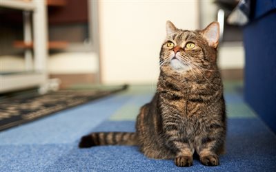 British shorthair gatto, gatto domestico, gatto grigio, ritratto