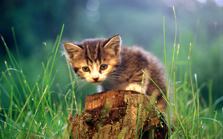 small fluffy kitten, green grass, forest, tree, cute animals