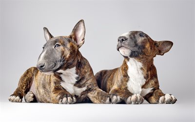 Bull Terrier, puppies, pets, dogs, cute animals, Bull Terrier Dog