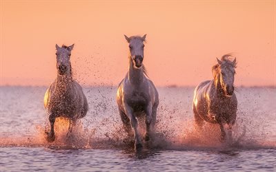 des chevaux blancs, coucher de soleil, fleuve, le soir, les chevaux