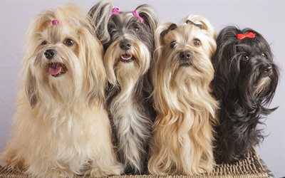 Havana Bichon, puppies, dogs, pets, funny animals, cute dogs, Havana Bichon Dog