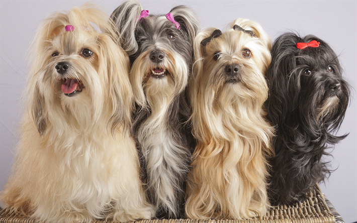 ハバナBichon, 子犬, 犬, ペット, 面白い動物, かわいい犬, ハバナBichon犬