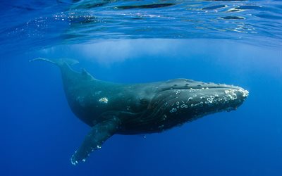 Humpback whale, marine mammal, underwater world, ocean, under water, large whale