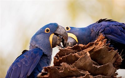 Ara giacinto, coppia di pappagalli ara blu, uccelli blu, Anodorhynchus hyacinthinus, pappagalli