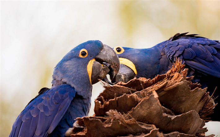 Hyacinth macaw, pair of parrots, blue macaw, blue birds, Anodorhynchus hyacinthinus, parrots