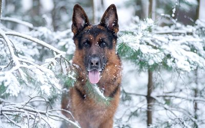 German Shepherd Dog, winter, snow, forest, pets, dogs