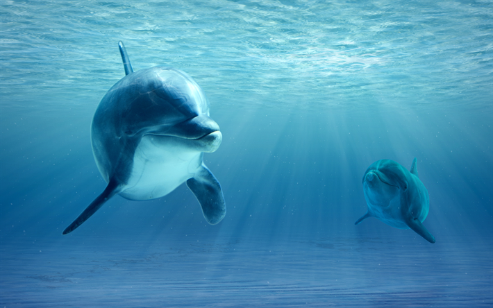 الدلافين, 4k, الثدييات, العالم تحت الماء, الحياة البرية, البحر