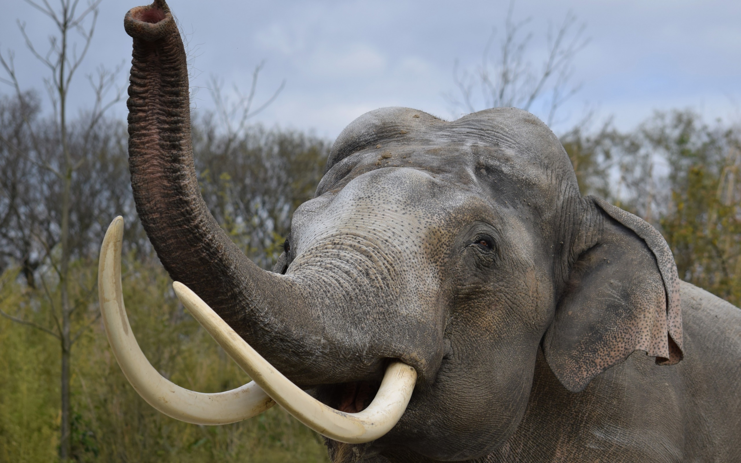 3840x2160 Wallpaper Elephant Tusks Trunk Africa Savan - vrogue.co