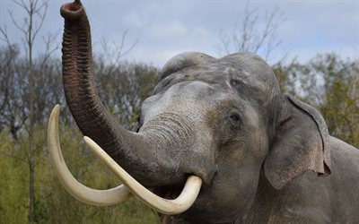 big elephant, trunk, Africa, elephants, savannah, tusks