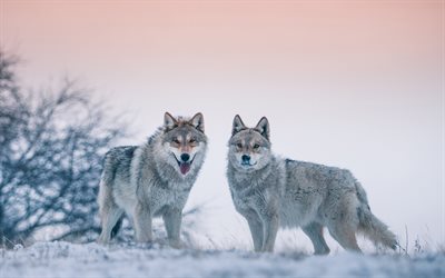 lobos, a vida selvagem, predadores, inverno, neve, animais da floresta