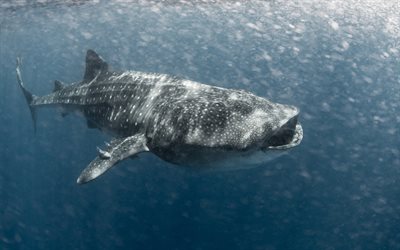 Whale Shark, 4k, ocean, large shark, water, carpet shark