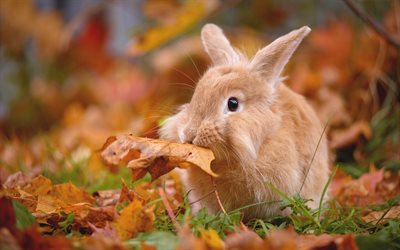 brown coelho, myole animais, outono, folha seca, animais de estima&#231;&#227;o