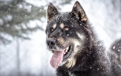 Husky siberiano, brown husky, c&#227;o dom&#233;stico, inverno, neve, cachorros