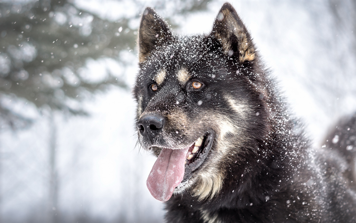 シベリアンハスキー, 茶色のハスキー, 国内の犬, 冬, 雪, 犬