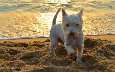 West Highland White Terrier, praia, noite, p&#244;r do sol, bonito c&#227;o branco, animais de estima&#231;&#227;o, cachorros