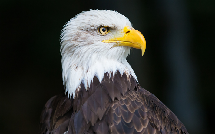 Amerika kel Kartal, yırtıcı kuş, kuş Amerika, Kuzey Amerika, sembol, Haliaeetus leucocephalus