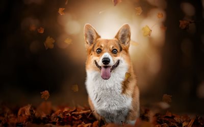 Welsh Corgi, autumn, pets, Corgi, bokeh, dogs, cute dog, Welsh Corgi Dog, Pembroke Welsh Corgi