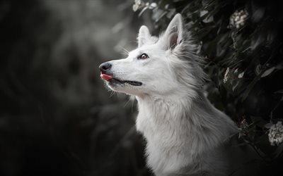 White Swiss Shepherd, forest, beautiful white dog, pets, dogs, Berger Blanc Suisse