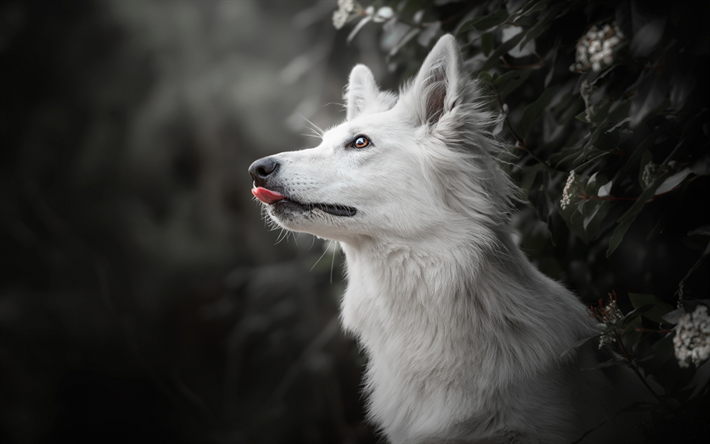白いスイスの羊飼い, 森林, 美しい白い犬, ペット, 犬, 白いスイスの羊飼い犬