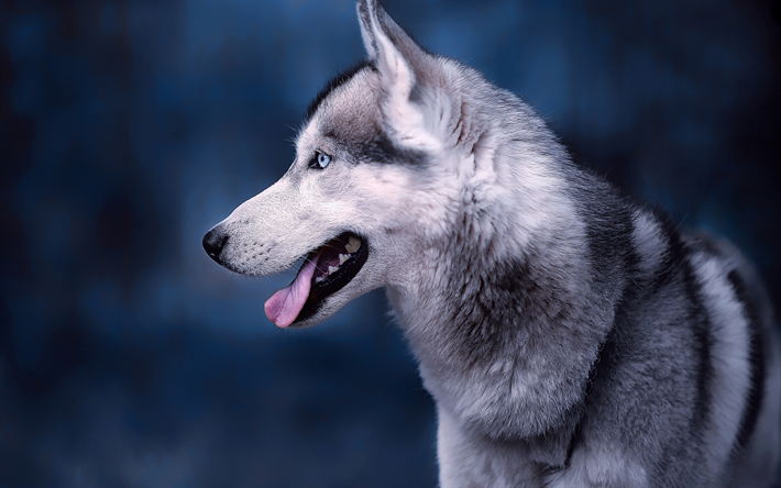 El Husky siberiano, el perro gris, invierno, nieve, bosque, ojos azules, perros, mascotas, husky