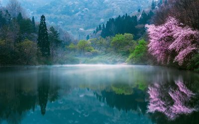Download wallpapers Japan, spring, sakura, lake, morning ...