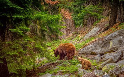 bears, cliffs, cub, wildlife, forest