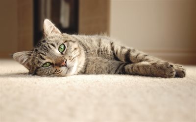 British shorthair gatto, animale domestico, grigio gatti, la pigrizia concetti, gatto sul pavimento