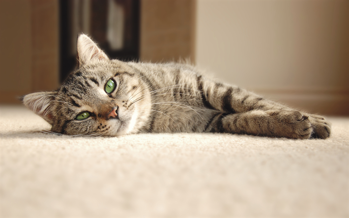 Gato brit&#225;nico de pelo corto, de animales dom&#233;sticos, gris gatos, la pereza conceptos, gato en el piso