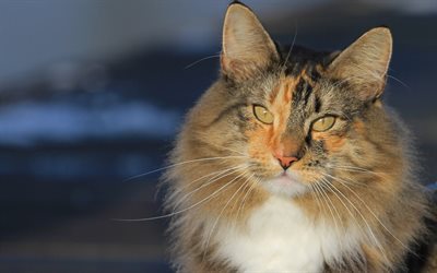 Norwegian forest cat, furry cat, pets, cat breeds, cute animals