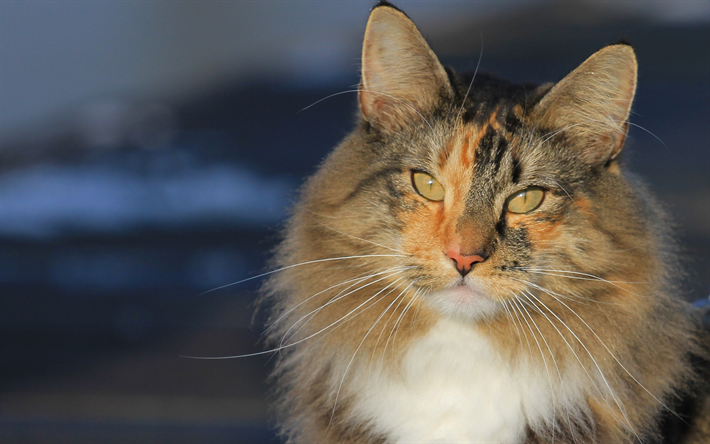Gato del bosque de noruega, gato peludo, mascotas, razas de gatos, animales lindos