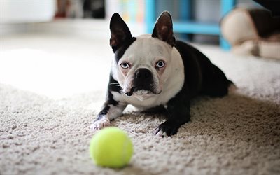 4k, Boston Terrier Dog, pets, dogs, funny dog, cute animals, Boston Terrier