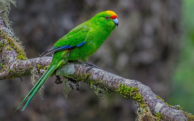 Amarelo-coroado periquito, papagaio, belo p&#225;ssaro verde, papagaios verdes, Cyanoramphus auriceps, Nova Zel&#226;ndia