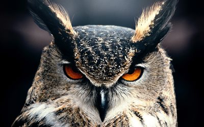 Eagle-owl, 4k, saalistava lintu, wildlife, l&#228;hikuva, p&#246;ll&#246;, Bubo Bubo