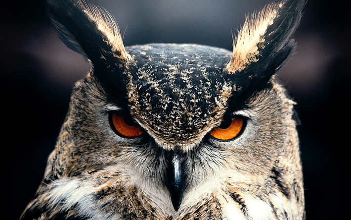 Eagle-owl, 4k, predatory bird, wildlife, close-up, owl, Bubo bubo