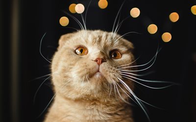 スコットランド折り猫, 茶色の猫, 肖像, 短毛の猫, 品種の猫, かわいい動物たち, ペット