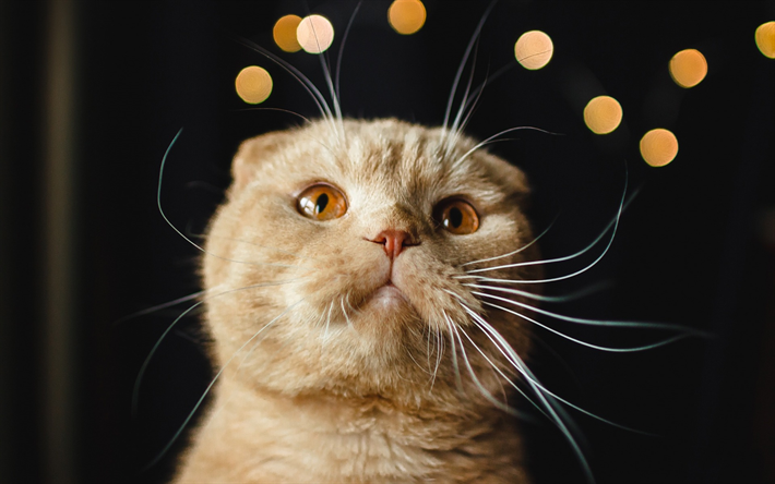 Scottish Fold chat, chat brun, portrait, les chats &#224; poil court, races de chats, des animaux mignons, des animaux de compagnie