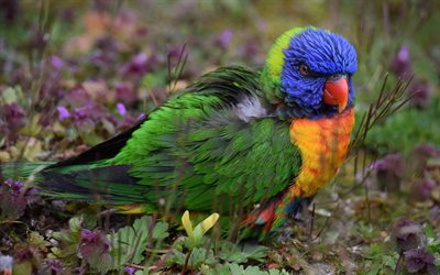 green parrot, blue head, beautiful birds, parrots