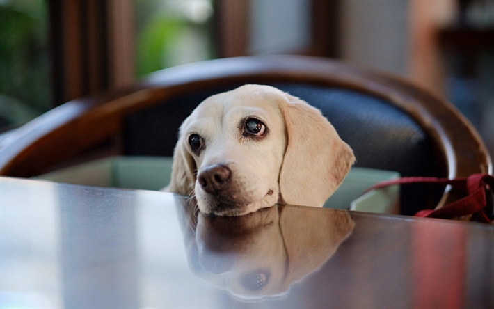 retriever, white puppy, labrador, small cute dog, portrait, dog breeds