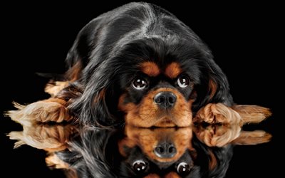 black puppy, English toy spaniel, small dog, King Charles Spaniel, cute animals, pets, breeds of small dogs