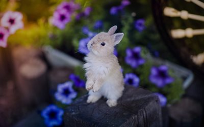 rabbit, cub, cute animals, flowers, stump, small rabbit