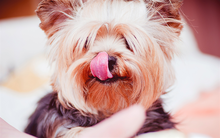 ヨークシャー-テリア, 4k, かわいい犬, Yorkie, かわいい動物たち, ペット, 犬, ヨークシャー-テリア犬